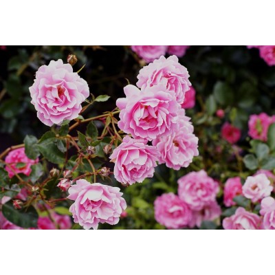 Poduszka wypełniona płatkami róż